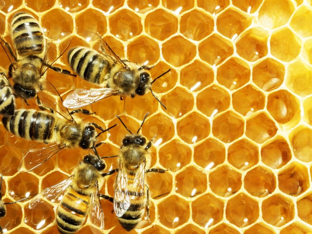 Bienenwachs